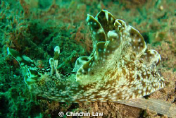 little sea hare by Chinchin Law 